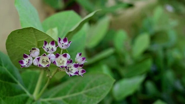 A great medicinal plant calotropis procera , Asclepiadaceae with flowers. Aak flower, herb.