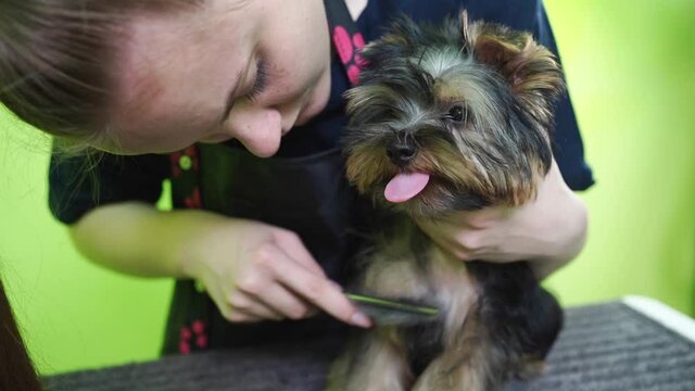 Groomer combs of Yorkshire Terrier. extras at the pet store