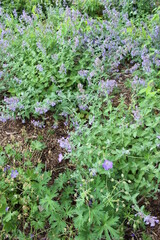 green moss in the garden