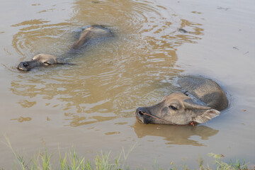 Fototapeta premium Young Buffaloes Soaking In The Pond, Countryside Of Thailand. 
