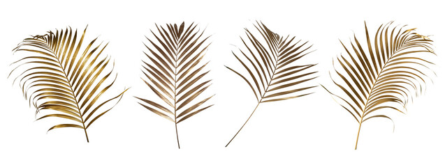 leaves of palm Gold color tree on white background.clipping path