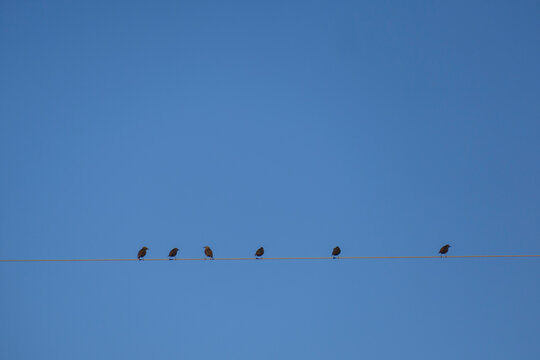 Starlings perching on cable wire against blue sky
