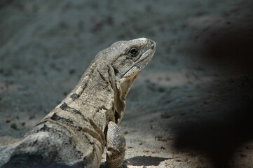 iguana's head