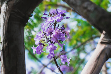 Beautiful blooming violet flower branches of Jacaranda.  Summer in Thailand.