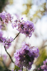 Obraz premium Beautiful blooming violet flower branches of Jacaranda. Summer in Thailand.