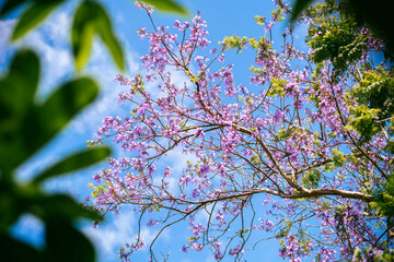 Beautiful blooming violet flower branches of Jacaranda.  Summer in Thailand.