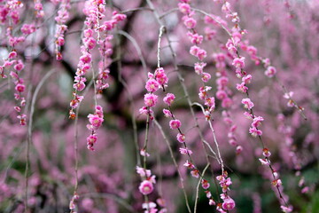 枝垂れ梅