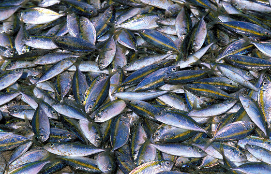 Heap of fresh fish