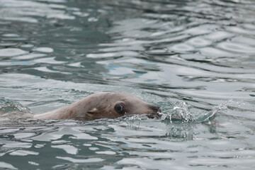 Obraz premium A Steller, or northern, sea lion (Eumetopias jubatus) plays in the cold waters of Resurrection Bay near Seward, Alaska.