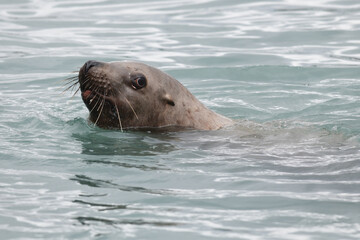 Obraz premium A Steller, or northern, sea lion (Eumetopias jubatus) plays in the cold waters of Resurrection Bay near Seward, Alaska.