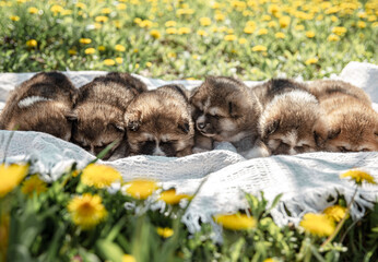 Little puppies on a blanket on the grass outside.