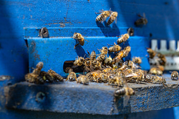 Close-up of a bee on a beehive in an apiary.