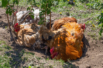 Close-up of agricultural chickens among the ground.