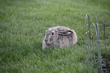Calm Rabbit, Edmonton, Alberta