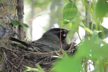 Robin On Her Nest, Pylypow Wetlands, Edmonton, Alberta