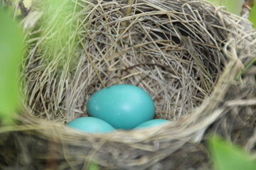 Robin Eggs In The Nest, Pylypow Wetlands, Edmonton, Alberta