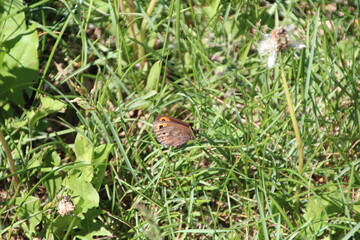 Fototapeta premium Butterfly On Grass, Pylypow Wetlands, Edmonton, Alberta