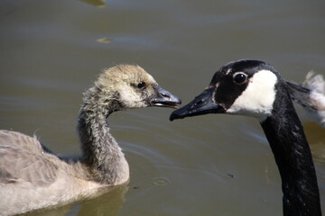 Connection Between Geese, Pylypow Wetlands, Edmonton, Alberta
