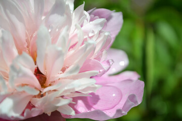 Pink peony with raindrops close-up on a green background.
