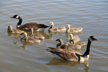 Growing Family Of Geese, Pylypow Wetlands, Edmonton, Alberta
