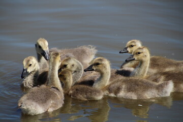 Flock Of Goslings, Pylypow Wetlands, Edmonton, Alberta