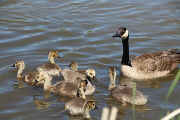 Family Of Geese, Pylypow Wetlands, Edmonton, Alberta
