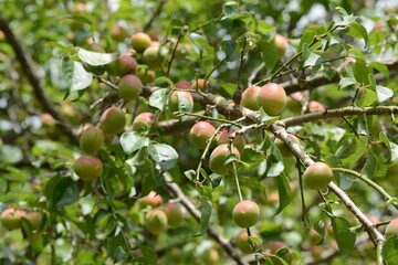 apples on tree