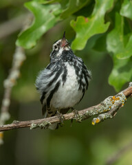 Black and White Warbler singing