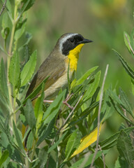Male Common Yellowthroat Warbler