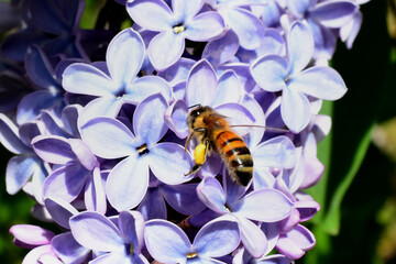 A honeybee gathers pollen on a purple lilac flower
