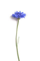 Closeup of blue centaurea flower on white background - obrazy, fototapety, plakaty