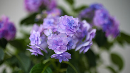 アジサイ（てまりてまり）