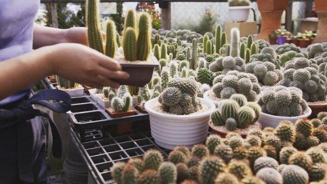 A woman picks out a potted cactus in a nursery shop and then returns it to the table.