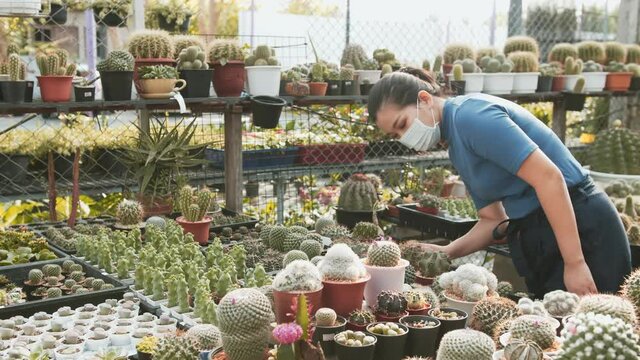 A masked asian woman examines a table of cacti in a nursery store greenhouse shop.
