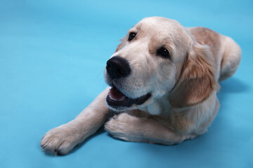 Cute Retriever puppy lies on a blue background and looks up. Vertical card with copy space. High quality photo