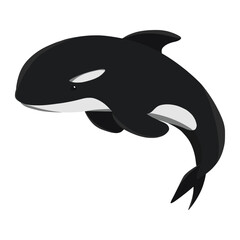 orca whale of sea animal illustration