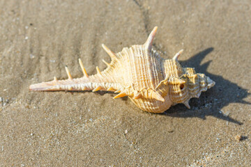 beautiful shellfish on the sandy beach