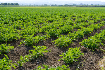 Fototapeta na wymiar Symmetric agriculture potato plants field on a sunny day at summertime. Photo taken June 11th, 2021, Payerne, Switzerland.