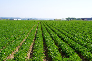 Symmetric agriculture potato plants field on a sunny day at summertime. Photo taken June 11th, 2021, Payerne, Switzerland.