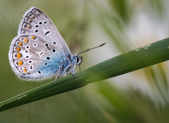 Fototapeta na wymiar Bläulinge (Lycaenidae), Schmetterling auf einer Pflanze, blau