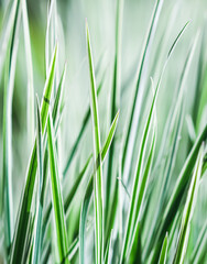 Decorative green and white striped grass. Arrhenatherum elatius bulbosum variegatum. Soft focus. Natural background.