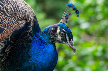 Blaue Pfau (Pavo cristatus), Nahaufnahme, vogel, blau