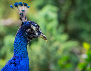 Blaue Pfau (Pavo cristatus), Nahaufnahme, vogel, blau