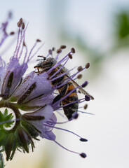 Biene an einer Phacelia tanacetifolia, Morgens, Tau