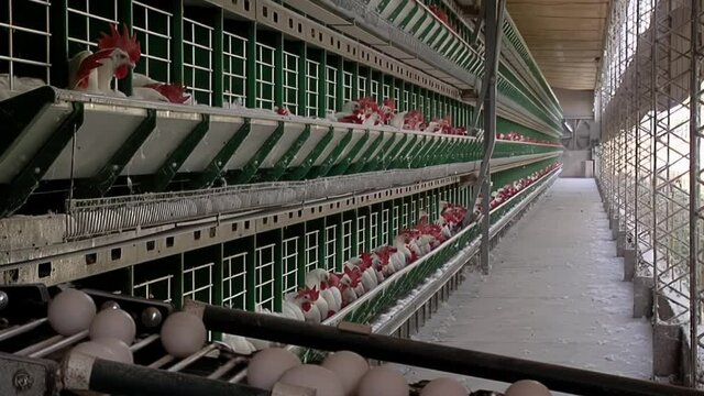 Layer Chickens and White Eggs transported via a Conveyor Belt at Poultry Farm.
