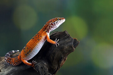 leopard gecko lizard on wood , eublepharis macularius