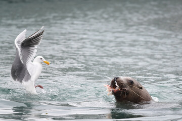 A glaucous-winged gull (Larus glaucescens) leaps back from a feeding Steller sea lion (Eumetopias jubatus) feeding on a halibut carcass in Resurrection Bay near Seward, Alaska.