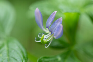 Close-up photo of flower pollen in the garden