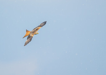 Ein Rotmilan (Milvus milvus), Vogel
