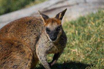 Close-up view of wallaby in the park.